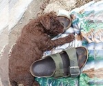Puppy Puppy 5 curly g Labradoodle