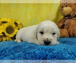 Small Photo #3 English Cream Golden Retriever Puppy For Sale in PEYTON, CO, USA