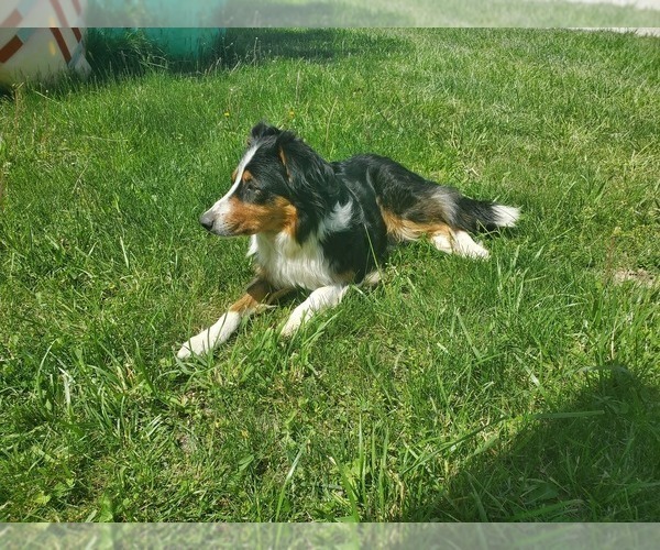 Medium Photo #4 English Shepherd-German Shepherd Dog Mix Puppy For Sale in ETNA GREEN, IN, USA