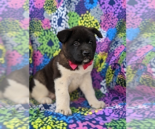 Medium Photo #2 Akita Puppy For Sale in AIRVILLE, PA, USA
