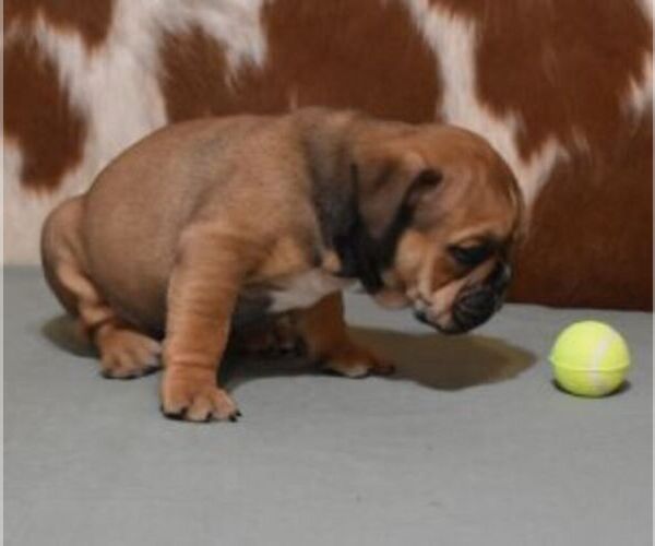 Medium Photo #4 English Bulldog Puppy For Sale in MARSHFIELD, MO, USA