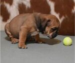 Small #3 English Bulldog