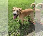 Small #2 Labrador Retriever