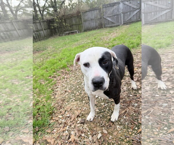 Medium Photo #4 American Staffordshire Terrier-Unknown Mix Puppy For Sale in Jackson, MS, USA