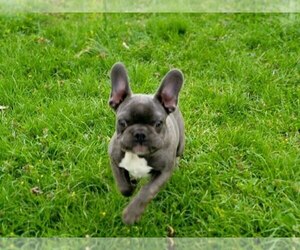 French Bulldog Puppy for sale in EASTON, PA, USA