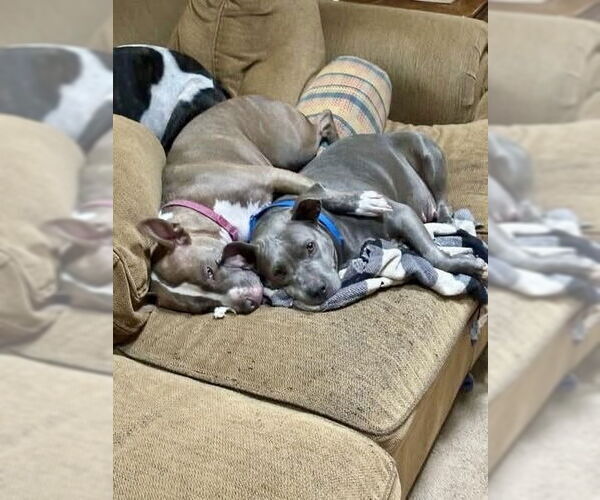 Medium Photo #6 American Staffordshire Terrier-Staffordshire Bull Terrier Mix Puppy For Sale in Brewster, NY, USA