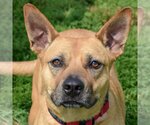 Small Photo #1 American Staffordshire Terrier-Red Heeler Mix Puppy For Sale in Huntley, IL, USA