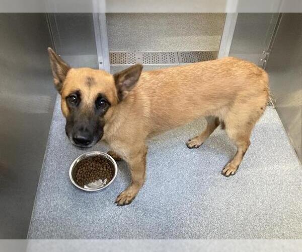 Medium Photo #1 German Shepherd Dog Puppy For Sale in Orange, CA, USA