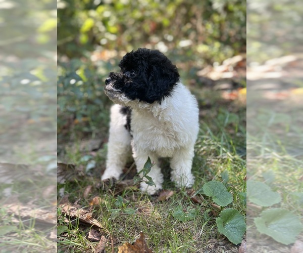 Medium Photo #8 Poodle (Toy) Puppy For Sale in BRONX, NY, USA