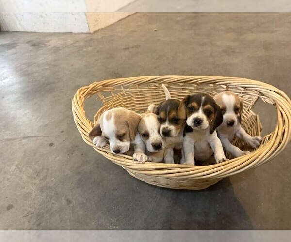 Medium Photo #1 Beagle Puppy For Sale in STEVENSVILLE, MT, USA