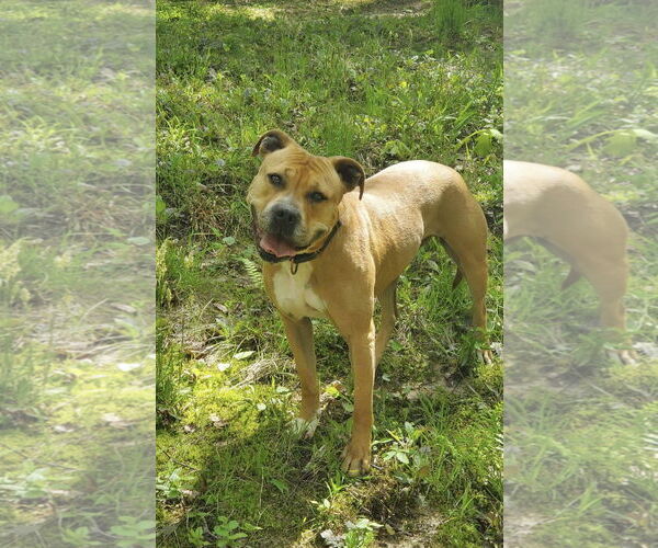 Medium Photo #3 American Pit Bull Terrier-Unknown Mix Puppy For Sale in Spotsylvania, VA, USA