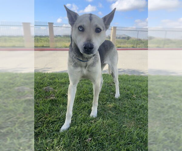Medium Photo #1 German Shepherd Dog-Unknown Mix Puppy For Sale in Riverside, CA, USA