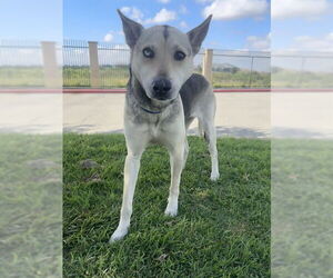 German Shepherd Dog-Unknown Mix Dogs for adoption in Riverside, CA, USA