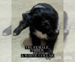 Small #1 F2 Aussiedoodle