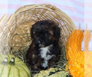 ShihPoo Puppy for sale in THORP, WI, USA