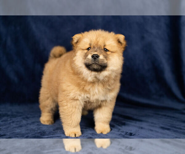 Full screen Photo #12 Chow Chow Puppy For Sale in NAPPANEE, IN, USA