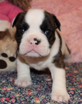 Medium Photo #1 English Bulldog Puppy For Sale in LAKEWOOD VILLAGE, TX, USA