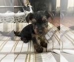 Small Photo #4 Yorkshire Terrier Puppy For Sale in NEWARK, DE, USA