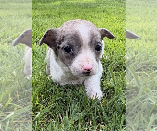 Medium Photo #5 Chihuahua Puppy For Sale in FAIR HAVEN, MI, USA