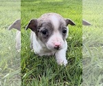 Small #4 Chihuahua