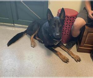 German Shepherd Dog Dogs for adoption in Pasadena, CA, USA
