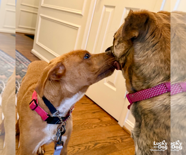 Medium Photo #11 Beagle-Unknown Mix Puppy For Sale in Washington, DC, USA