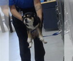Small Puggle