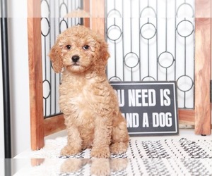 Cavapoo Puppy for sale in NAPLES, FL, USA