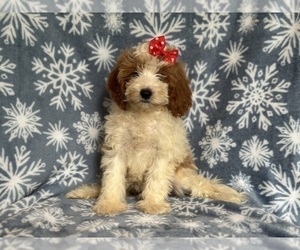 Cavapoo Puppy for Sale in LAKELAND, Florida USA