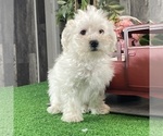 Small #3 Bichon Frise