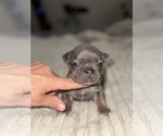 Small #2 French Bulldog