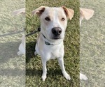 Small #1 Mutt