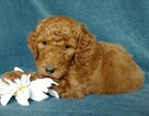 Small Photo #5 Goldendoodle Puppy For Sale in FREDERICKSBG, OH, USA