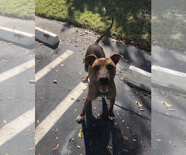 Medium Photo #2 Mutt Puppy For Sale in Royal Palm Beach, FL, USA