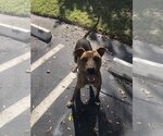 Small #1 Mutt