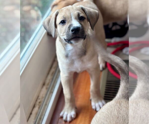 Medium Photo #3 Mutt Puppy For Sale in Canton, CT, USA