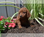 Puppy Suzann Cavapoo-Poodle (Miniature) Mix