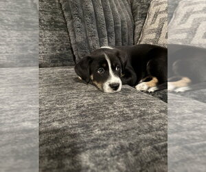 Border Collie-Unknown Mix Dogs for adoption in OKLAHOMA CITY, OK, USA