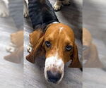 Small #2 Basset Hound