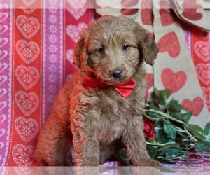 Goldendoodle (Miniature) Puppy for sale in LANCASTER, PA, USA