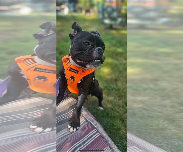 Medium Photo #2 Faux Frenchbo Bulldog Puppy For Sale in Jackson Township, NJ, USA
