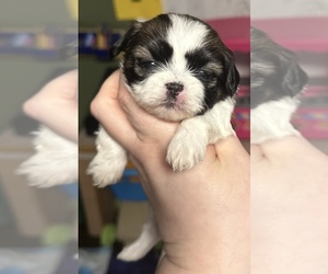ShihPoo Puppy for sale in WOODLEAF, NC, USA