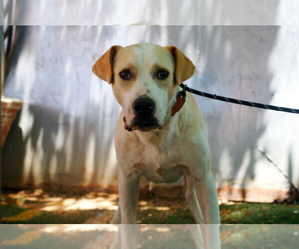 Medium Photo #9 Labrador Retriever-Unknown Mix Puppy For Sale in Apple Valley, CA, USA