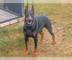 Father of the Doberman Pinscher puppies born on 04/29/2022