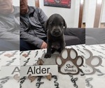 Puppy Alder Labrador Retriever