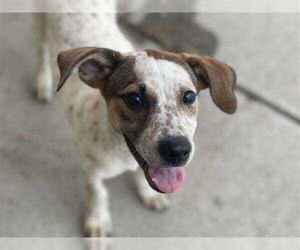 Medium Photo #1 Australian Cattle Dog-Unknown Mix Puppy For Sale in Tulsa, OK, USA