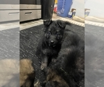 Small #3 German Shepherd Dog