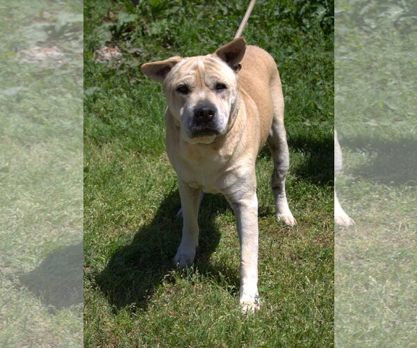 Medium Photo #1 Chinese Shar-Pei-Unknown Mix Puppy For Sale in Jackson, MS, USA