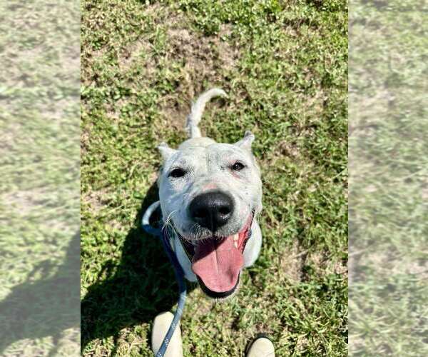 Medium Photo #4 Mutt Puppy For Sale in Abbeville, LA, USA