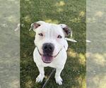 Small #1 Mutt